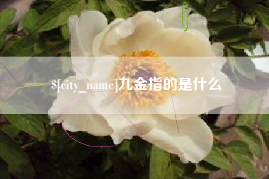 中山九金指的是什么